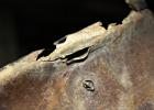 IMG 4754