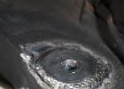 IMG 6386